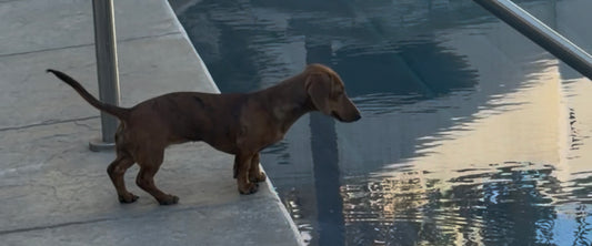 Tail Wagger (2 Bead Scoops + 1 Premium Pick) (SEPTEMBER SPECIAL)