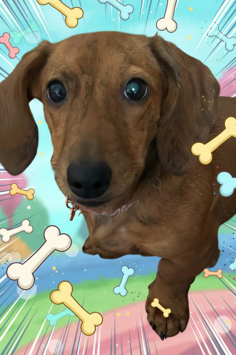 Full Zoomies (4 Bead Scoops + 2 Premium Picks + Mystery Prize) (SEPTEMBER SPECIAL)